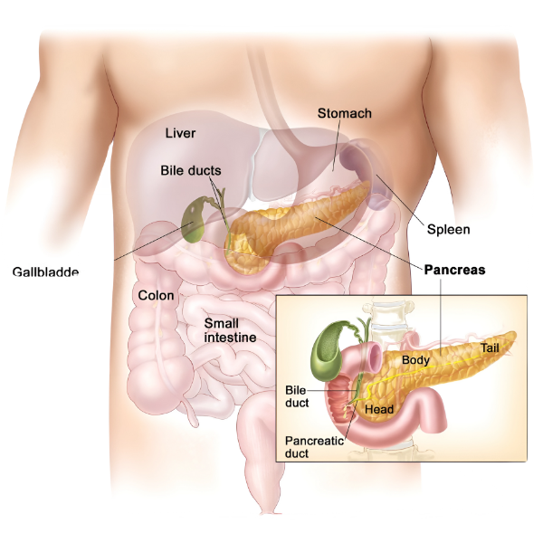 Gall Bladder Diseases –_ (1)